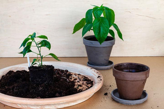 How to Repotting A Plant? - VERYPLANTS